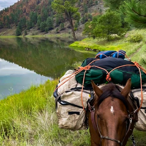 A horse walks next to the edge of a lake that is surronded by lush green grasses and evergreen trees in the background