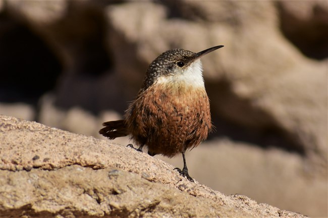A small bird known as a Canyon Wren with a slightly curved beak, brown chest white throat and grayish head stands on a rock.