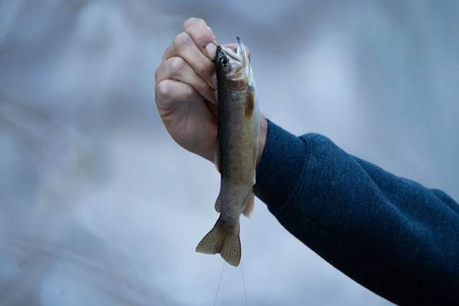 A recently caught Gila trout held by hand, the coloration of the fish is darker and top and fades to white on the bottom