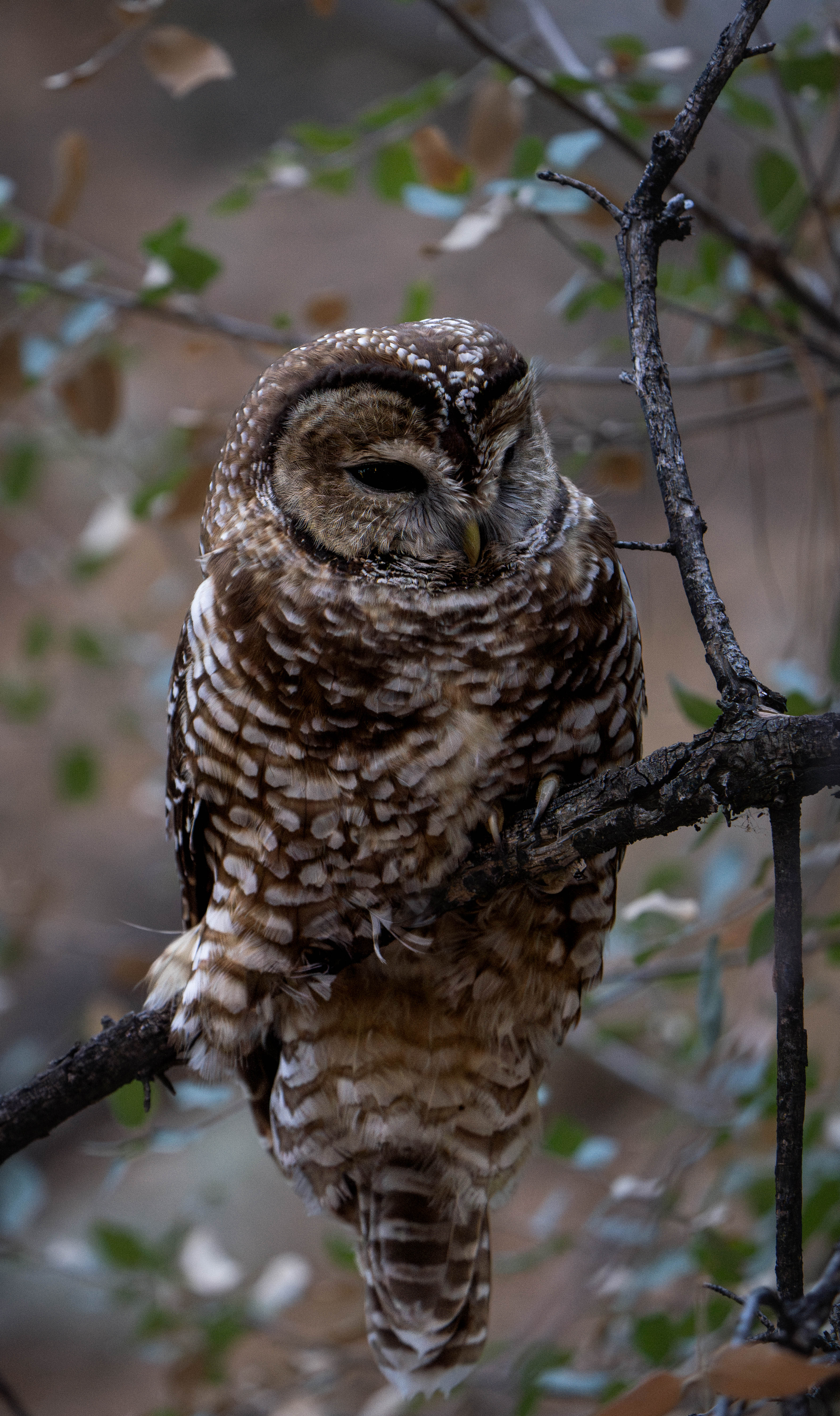 Mexican-Spotted-Owl-full-body-for-website-1-of-1.jpg?maxwidth\u003d650\u0026autorotate\u003dfalse