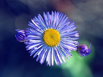 A photo of a brilliant blue fleabane with a yellow center seen along a trail.