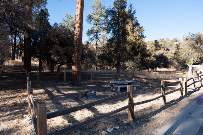 A campsite surronded by fencing, there is table, fire ring as well as a ponderosa pine within the fencing.
