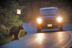 two bears emerge from the bushes as a car with bright headlights approaches them.
