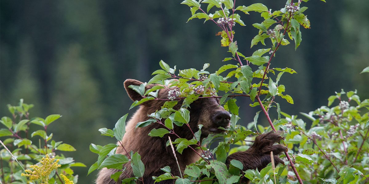 Bear Trunk Primary Lessons Glacier National Park (U.S. National Park