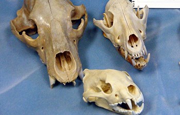 Three mammal skulls