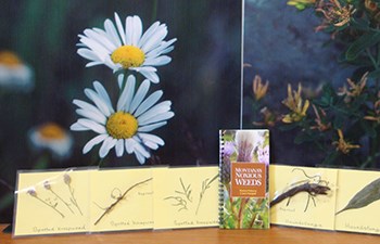 Field book and plant samples in front of photo of daisy