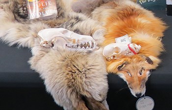 Skull sitting on wolf and fox pelts laying on table