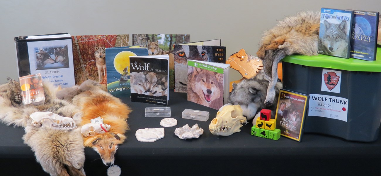 Books, furs, skulls, and other objects relating to wolves arranged on table
