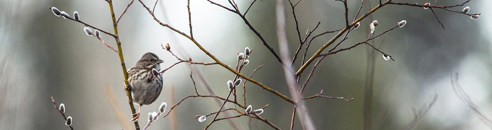 small brown bird clings to stem