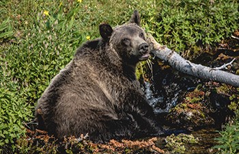 Grizzly bear lounges in babbling brook