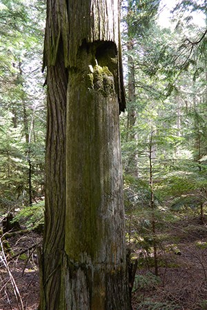 Cedar tree in forest with bark stripped away at base