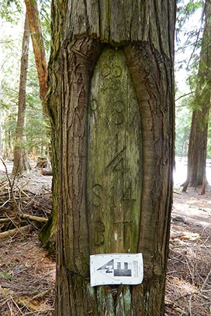 A tree with numbers and symbols carved on the trunk