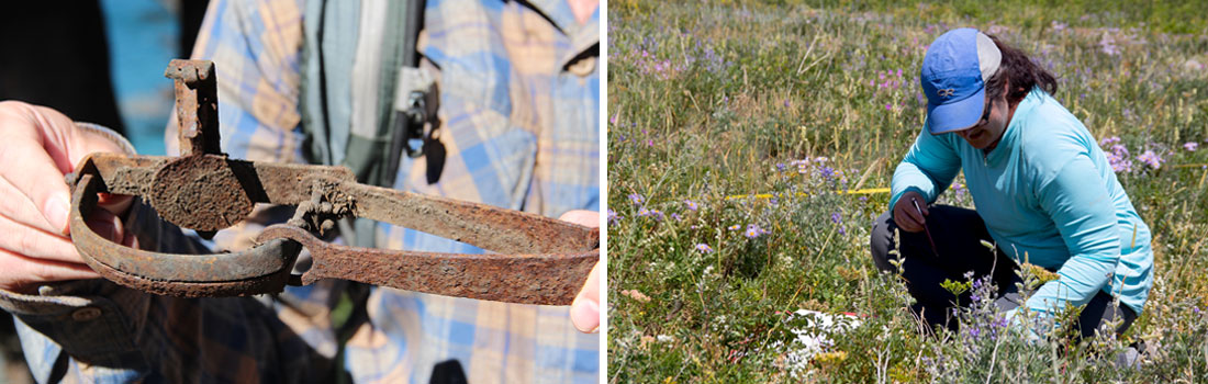 Left image shows hands holding a rusty, metal foot trap. Right image shows a woman bending down examining plants in a meadow.