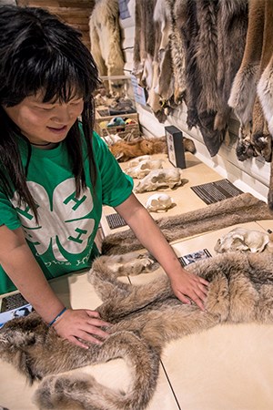 Smiling kid pets lynx pelt on counter, with other pelts adorning the walls