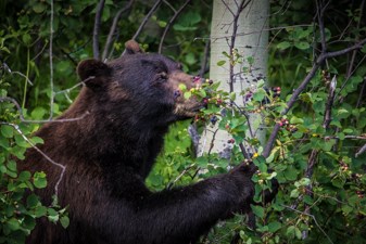 A black bear lifts its face into a bush.