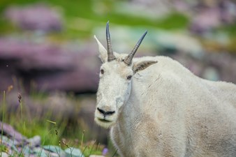 A mountain goat faces the camera while in a meadow.