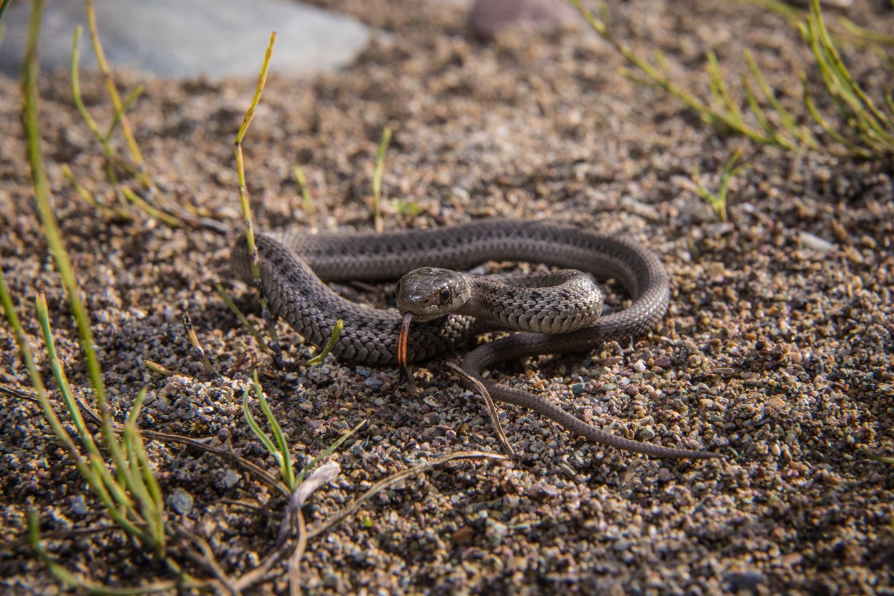 A tiny snake coiled in the dirt.