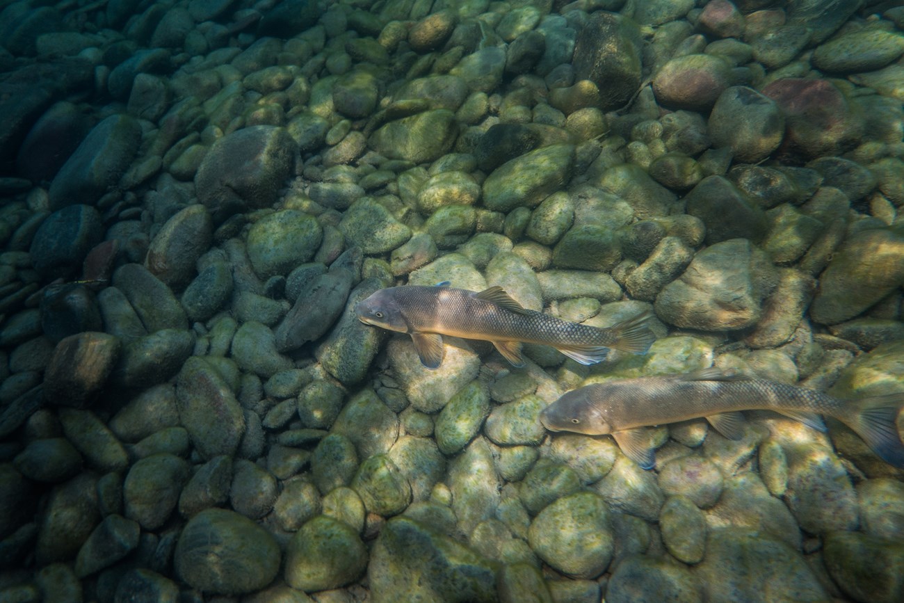 Two fish on the bottom of a riverbed