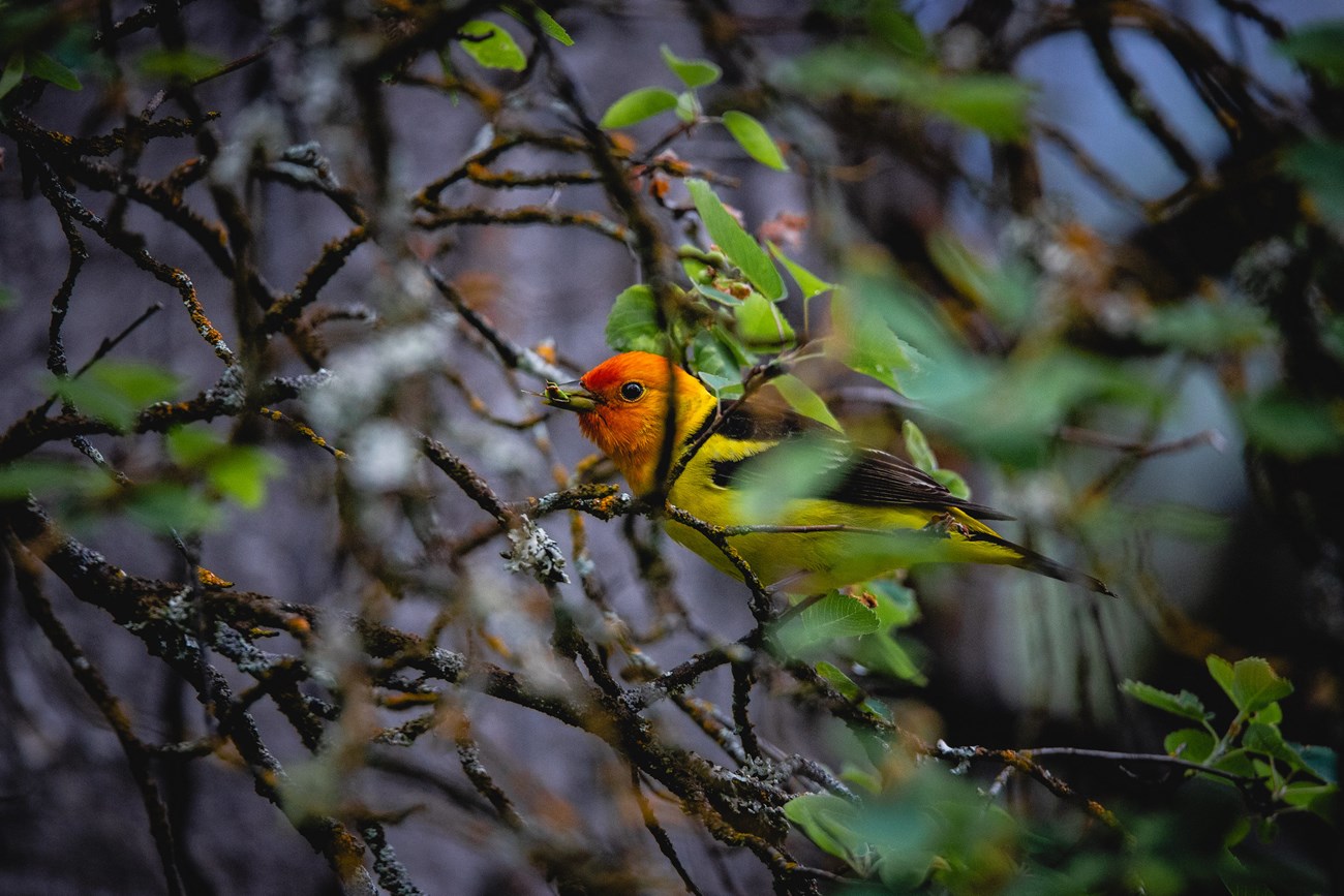 A colorful western tanager sits in a tree with an insect in its mouth.