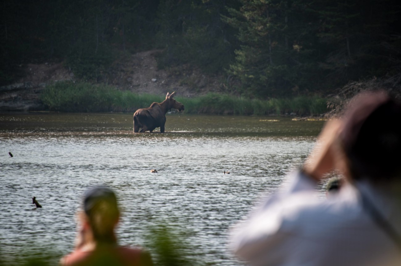 A moose in a lake with people looking on