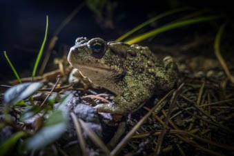 A toad sits in grass in the dark.