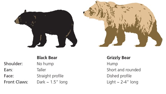 Black Vs. Grizzly Bear comparison chart