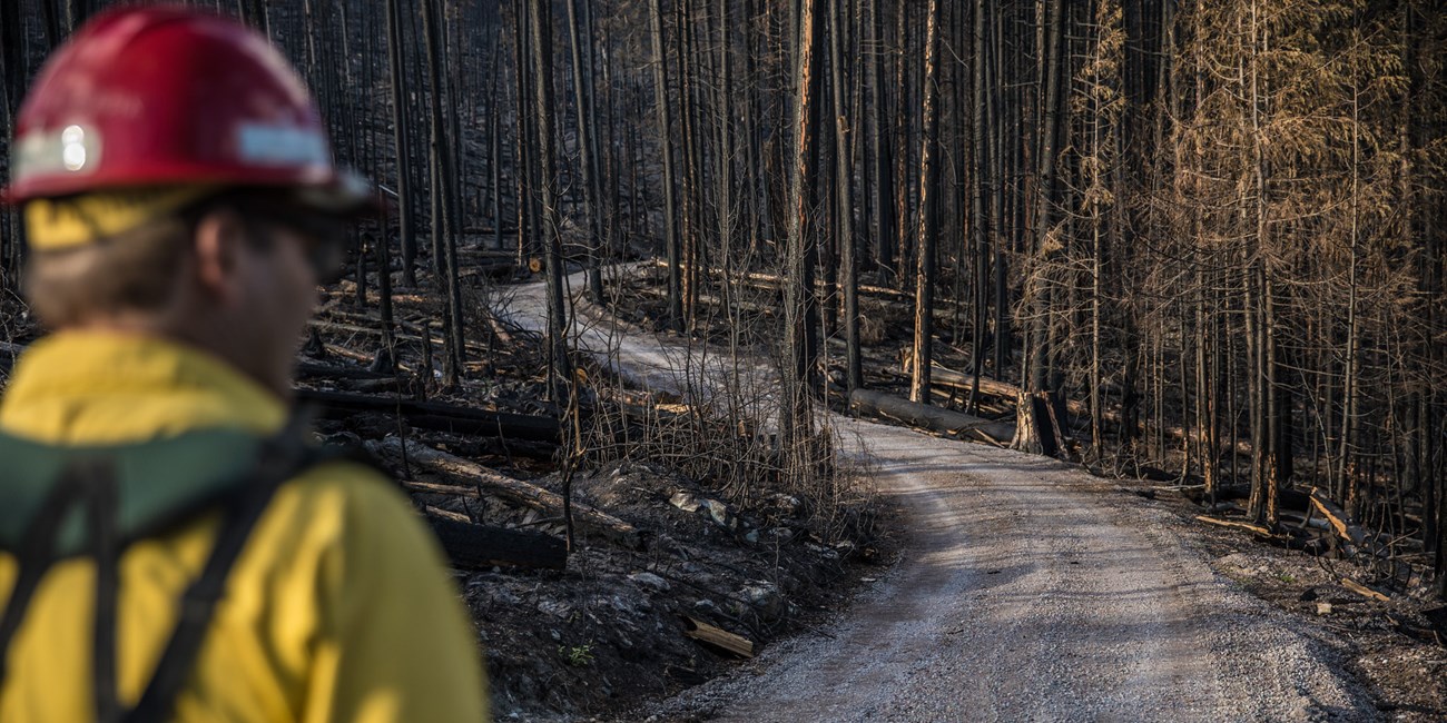 A fire staff member in a yellow shirt and red helmet stands with his back to the camera, looking down a dirt road with burned trees on both sides.