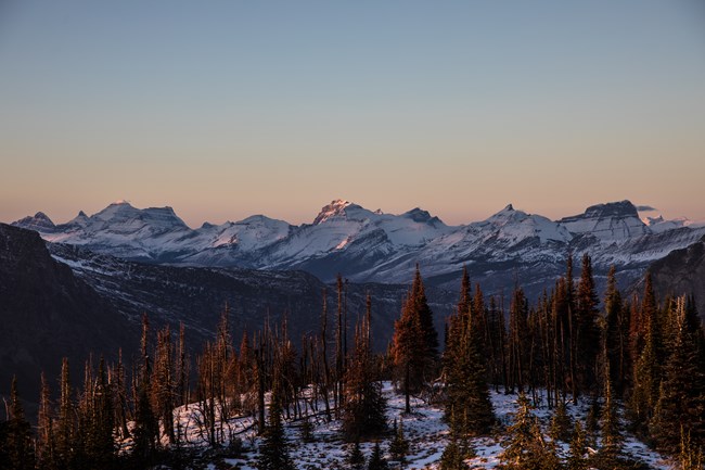 A sunset highlights peaks of snow-covered mountains with dark rock beneath shown in small sections. Coniferous trees colored dark reds and oranges by the light are in the foreground on a snowy hill.