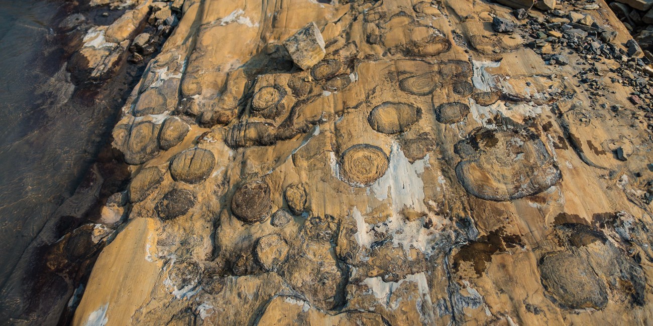 Dark rings, stromatolites, are shown within a yellow slab of rock.