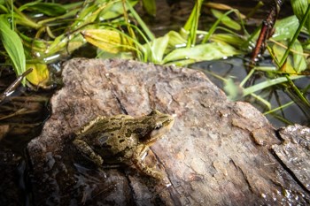 A frog sits on a wet log.