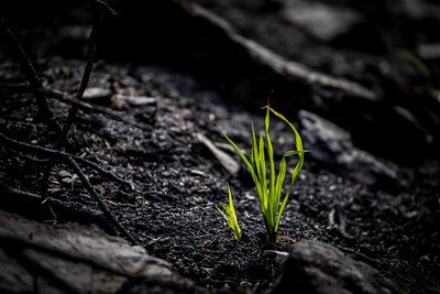 Delicate green shoots resprout among a black, burned forest after a fire.