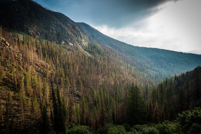 Light slants across a forested mountain valley, with a mix of burned and green trees.