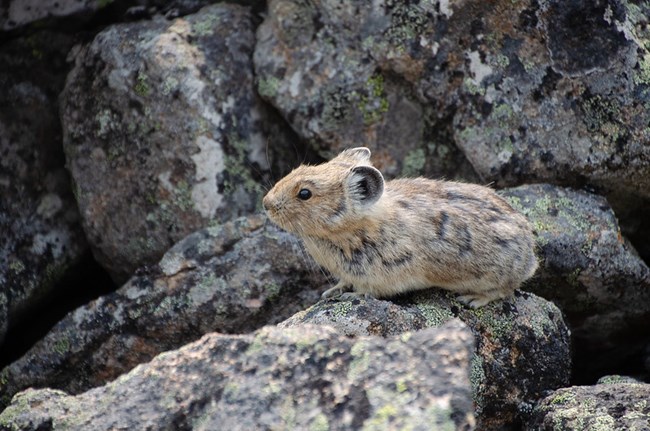 An American Pika, a small, light brown animal that looks similar to a gerbil with larger ears, perches on a rock.