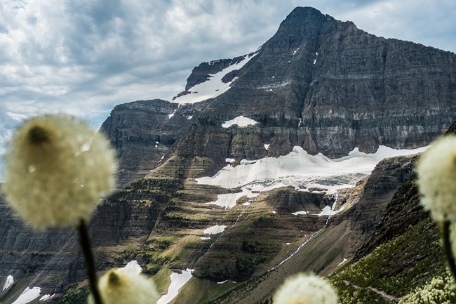 A dark band of rock is seen within a mountain with snow still on it. In the foreground, out of focus, is a white flower.