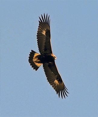 Juvenile Golden Eagle, USFS Photo