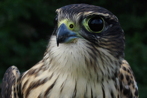 Merlin photo by John Beetham