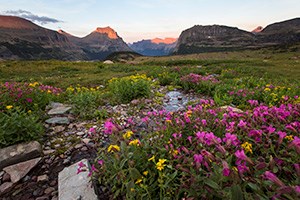 Wildflowers cover meadow with alpenglow on range in background