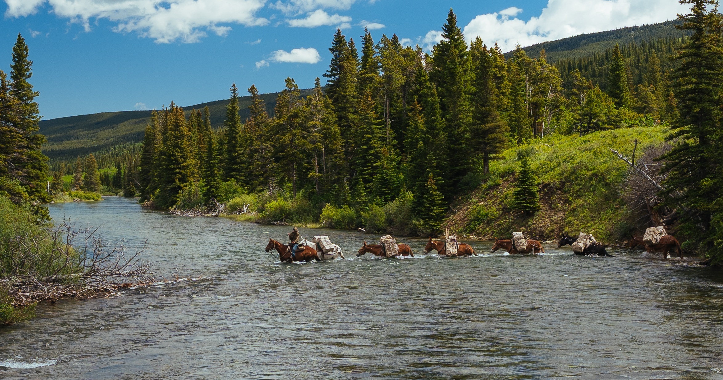 A packer leads a string of horses and mules across a river with trees in the background.