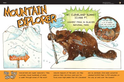 Wolverine illustration on Mountain Explorer wayside panel