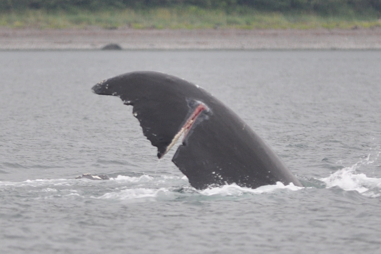 Dorsal side of whale #1083’s left fluke blade. NPS photo taken under National Marine Fisheries Service research permit #15844