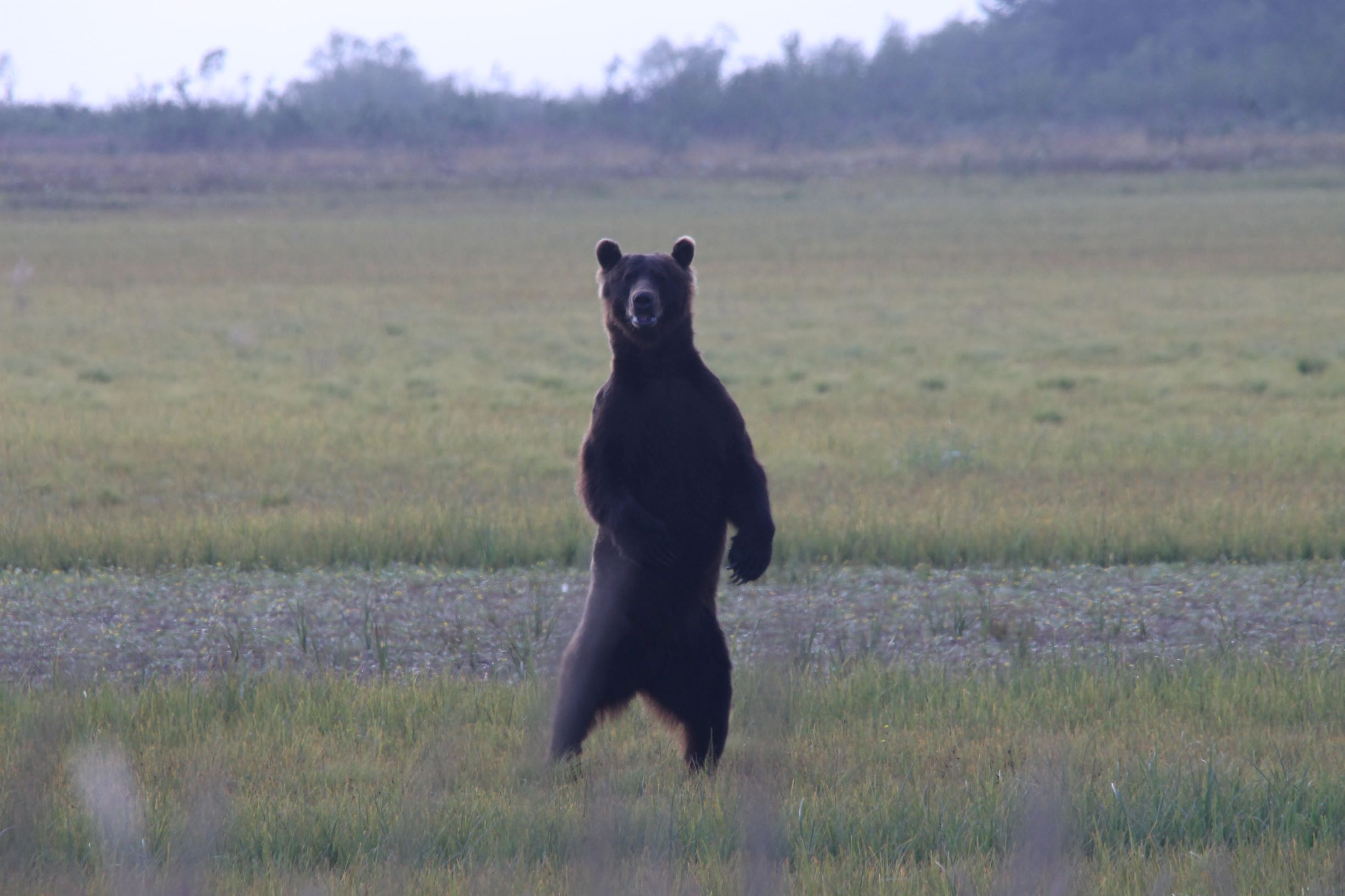 A bear standing in a field.