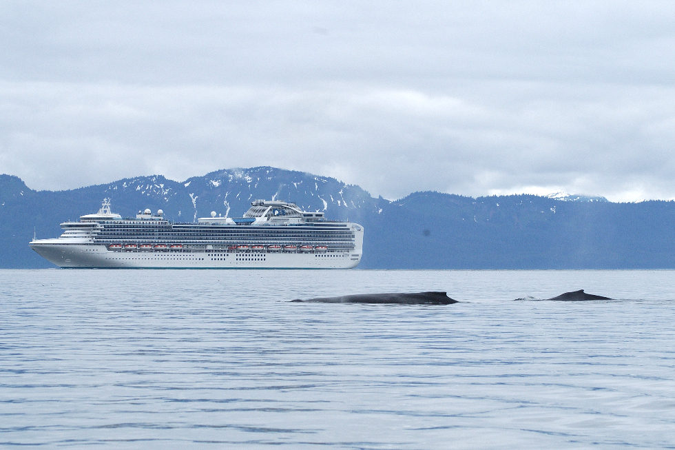 whales and a cruise ship in Glacier Bay