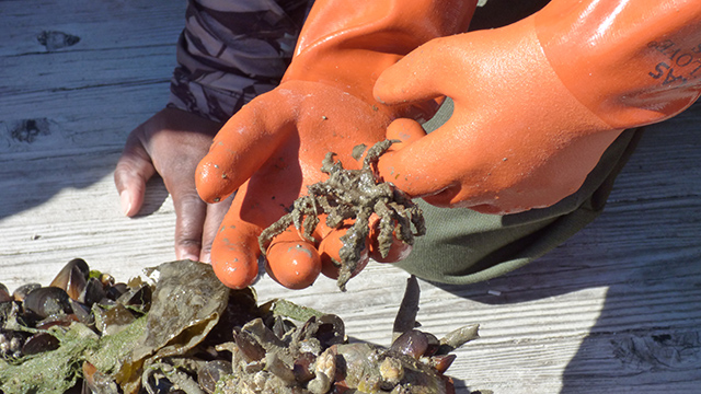 Gloved hands hold a decorator crab with seaweed
