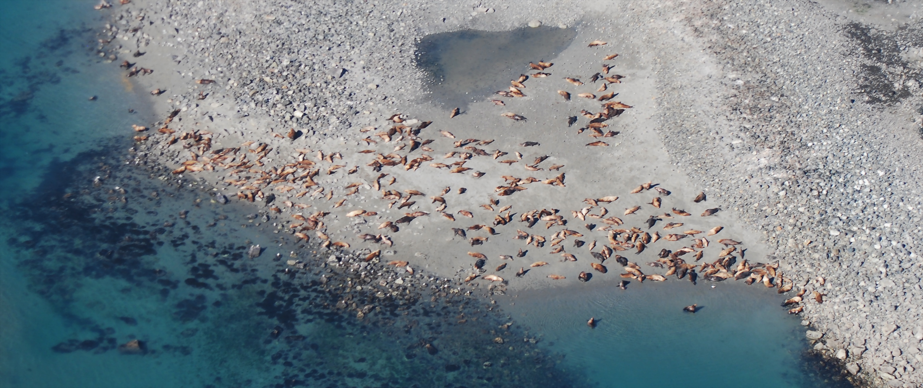 Aerial photo of Steller sea lions at Point Carolus