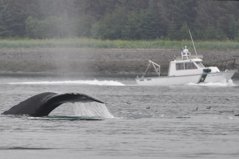 Park Service vessel passes a diving whale
