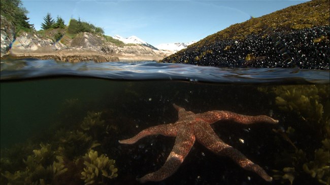 split level image shows a sea star just under the water surface, a rocky island with coniferous trees above the water.