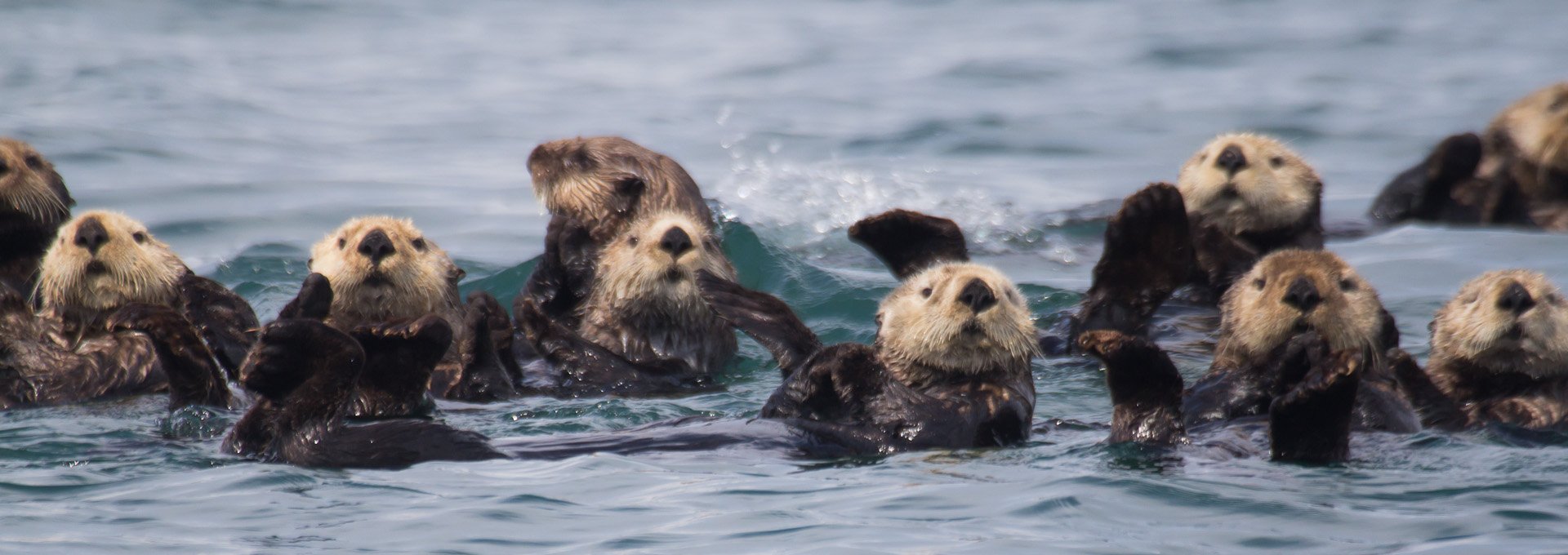 Sea otters in Glacier Bay