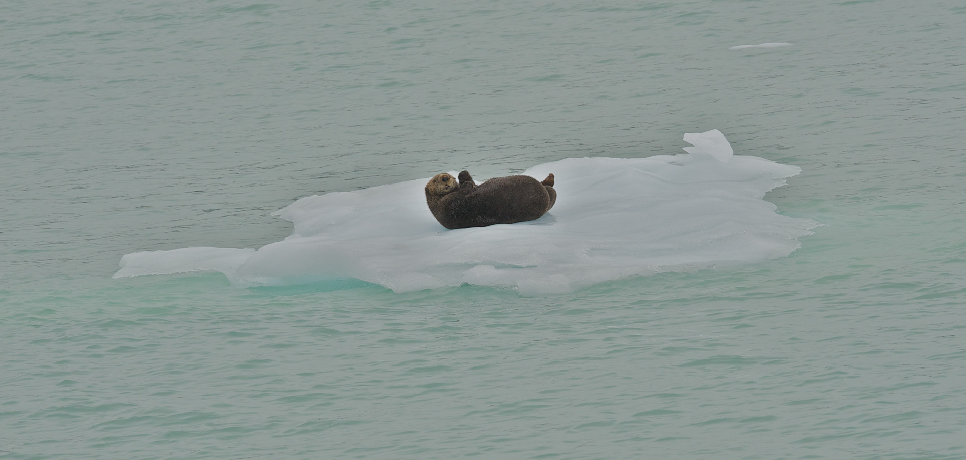 A sea otter on an ice berg.