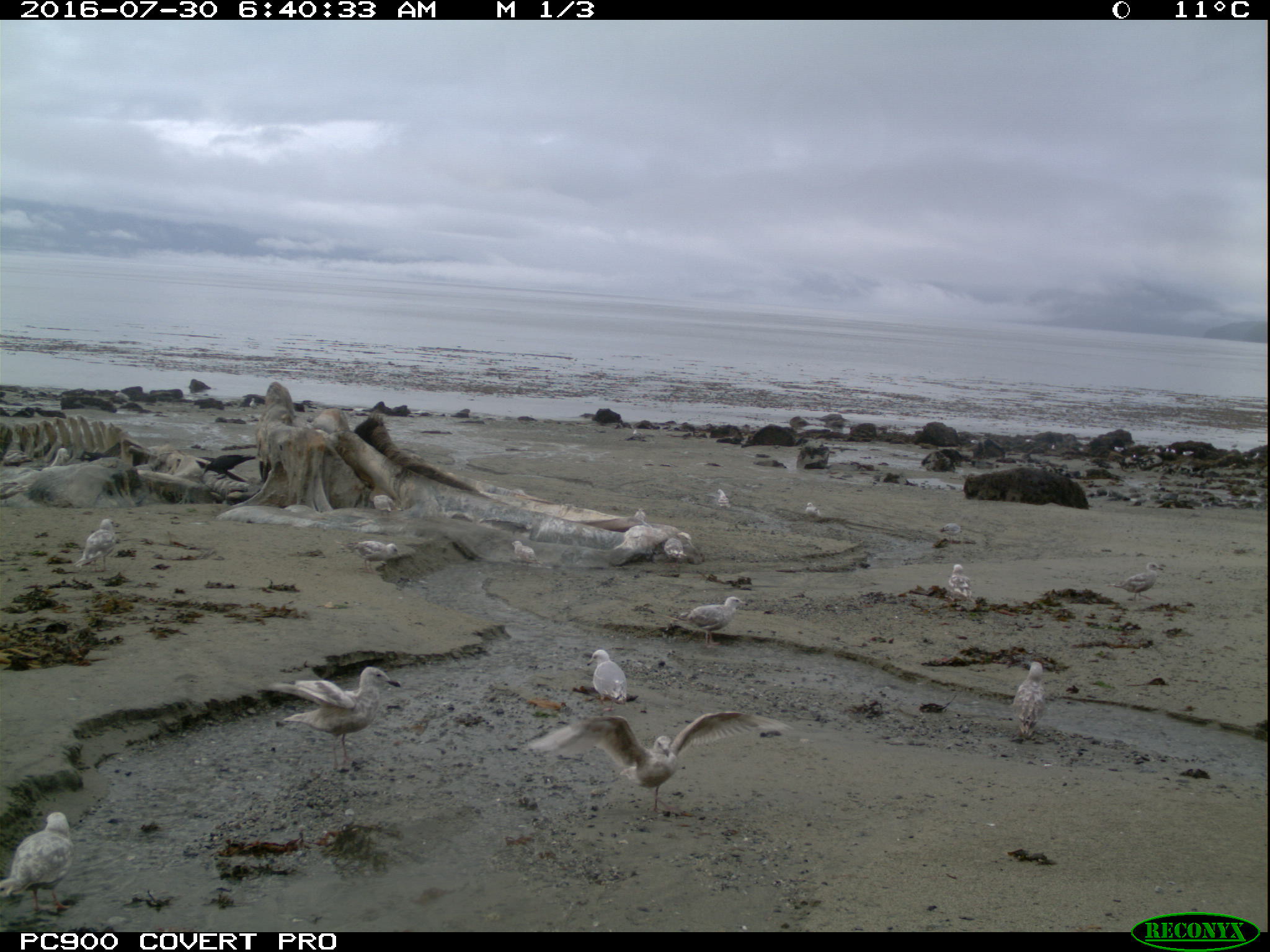 gulls on whale carcass