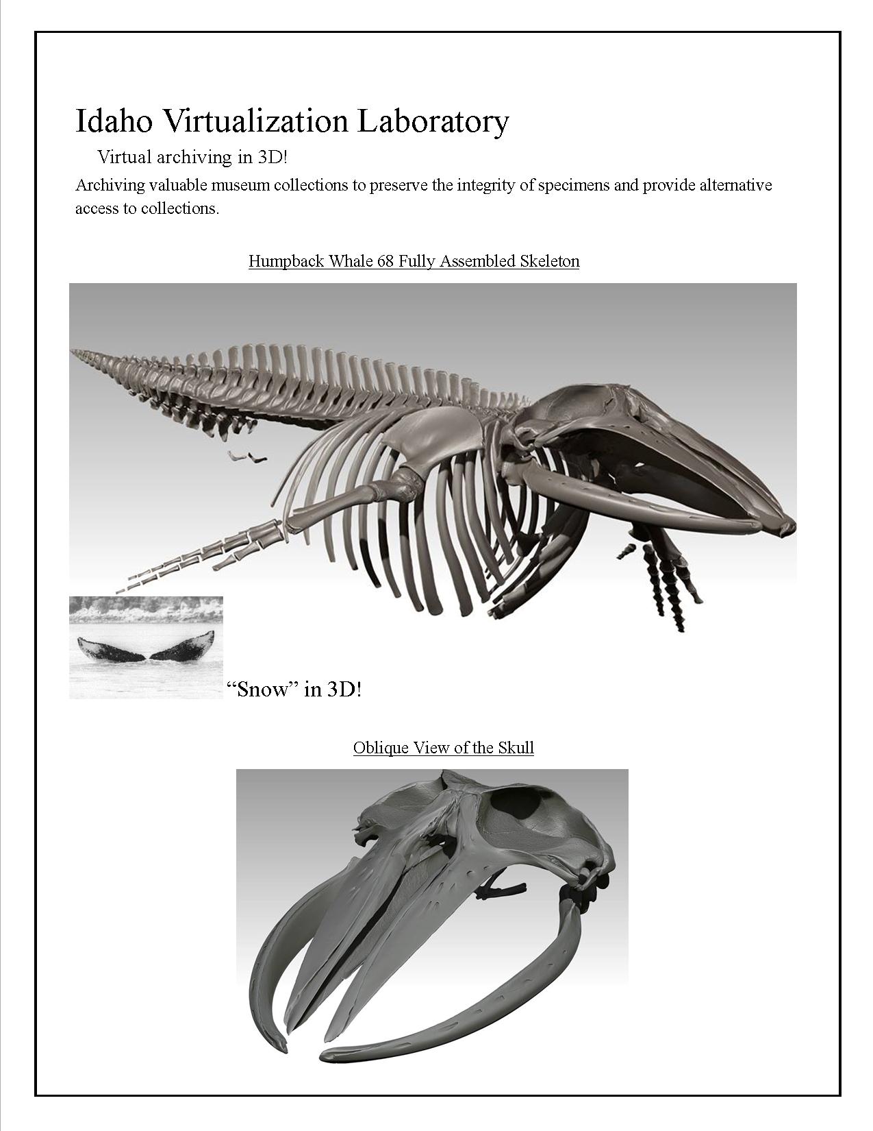 Whale Bones - Hakai Institute